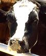 cow heads